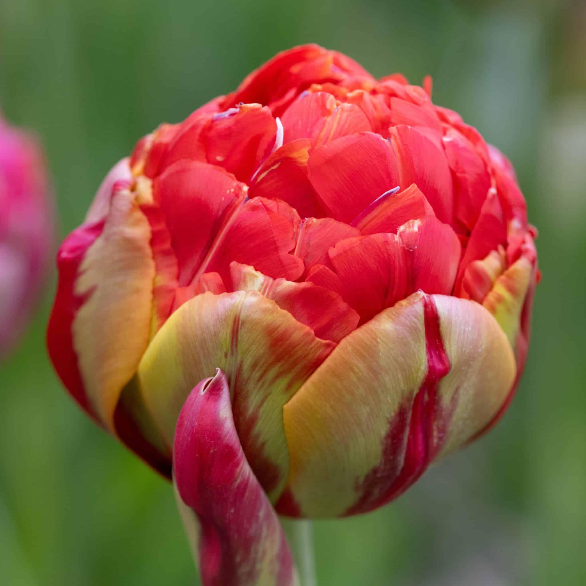 Tulipan 'Princess Unique'