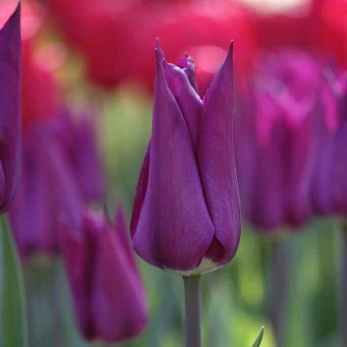 Tulipan 'Purple Heart'