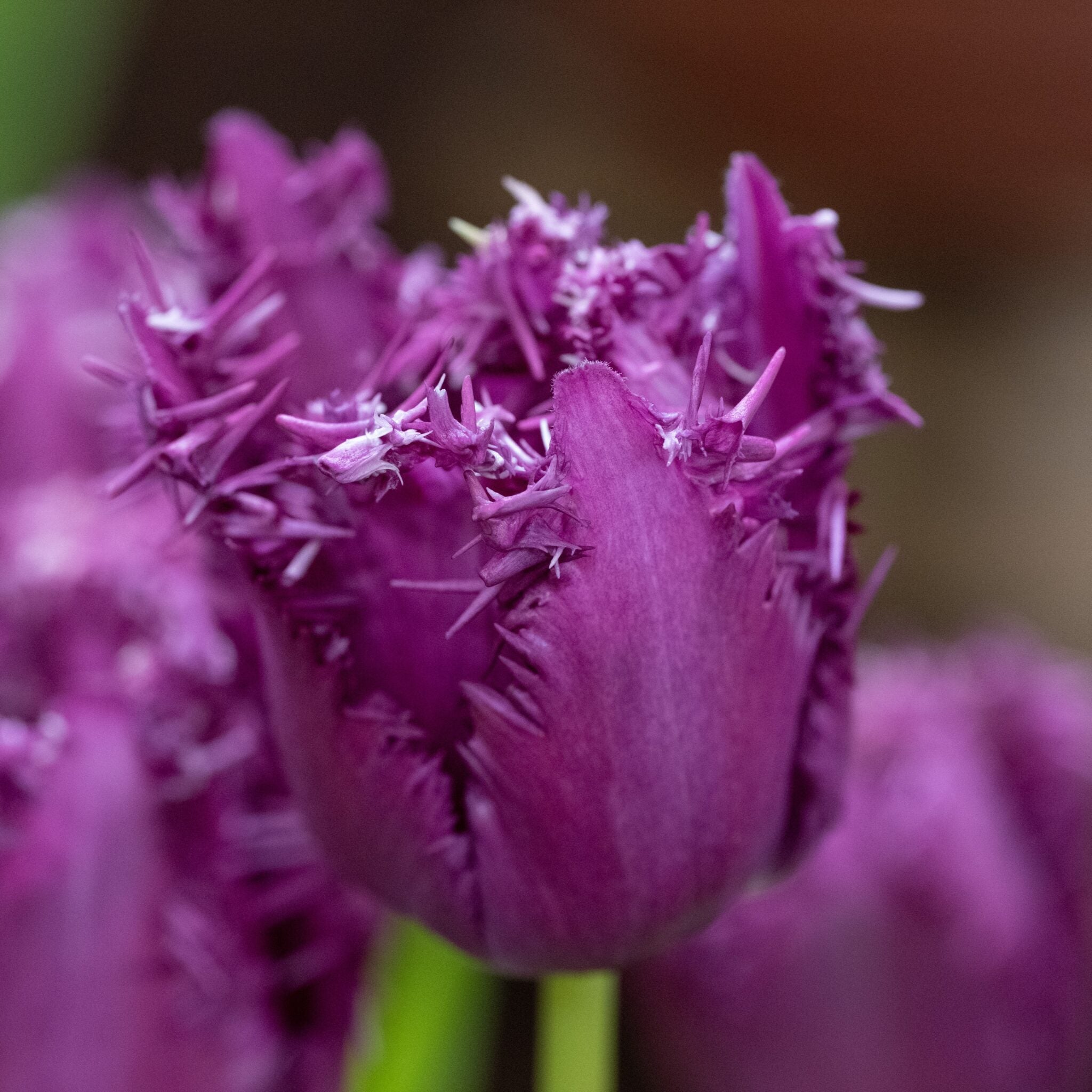 Tulipan 'Purple Jaws'