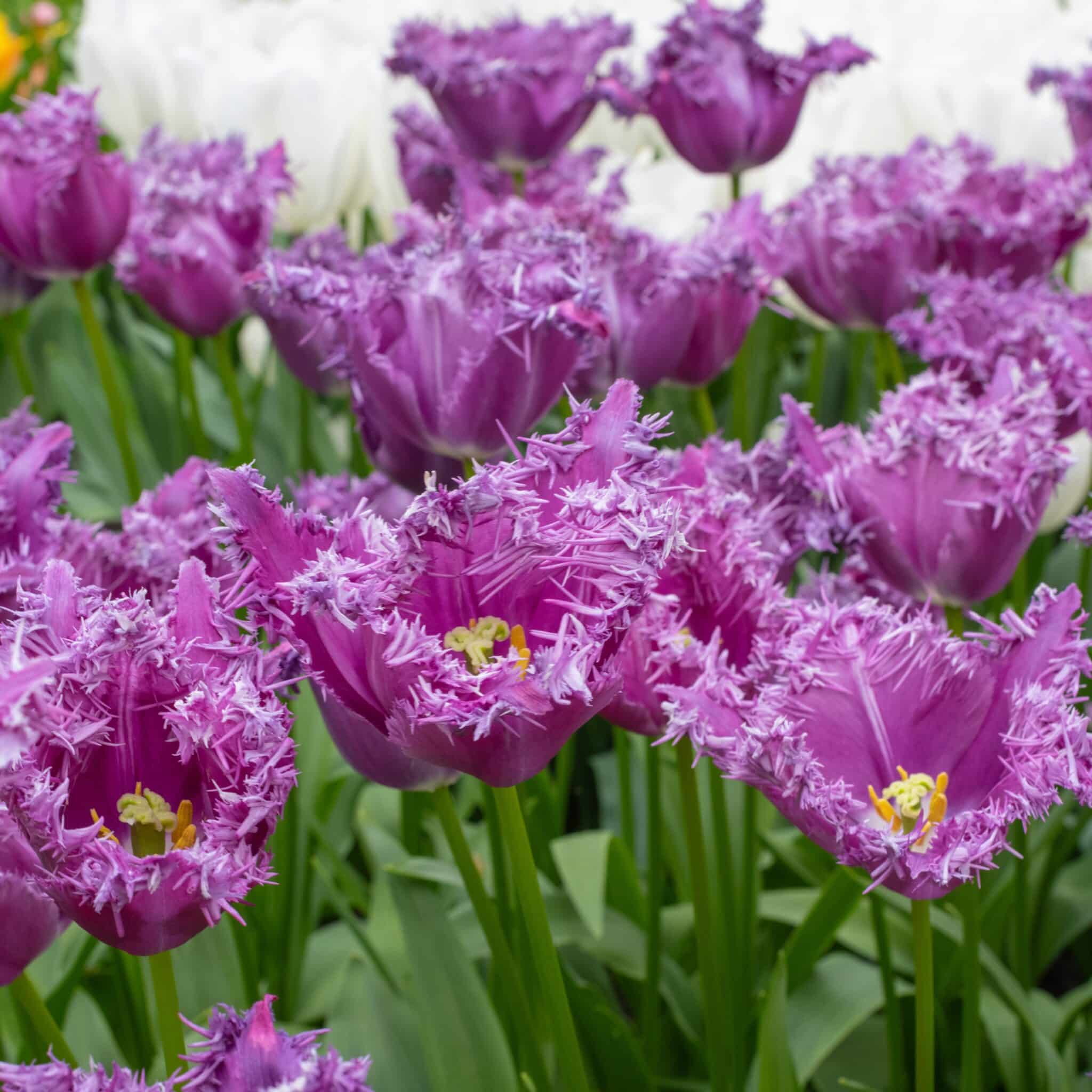 Tulipan 'Purple Jaws'