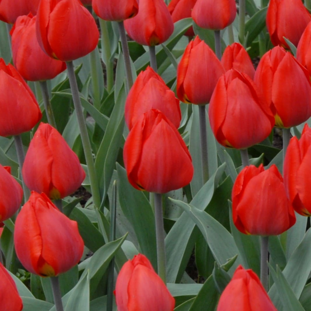 Tulipan 'Red Paradise'