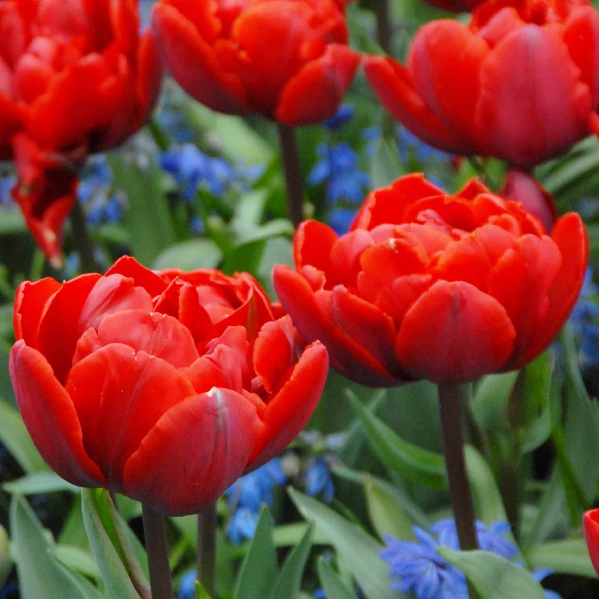 Tulipan 'Red Princess'