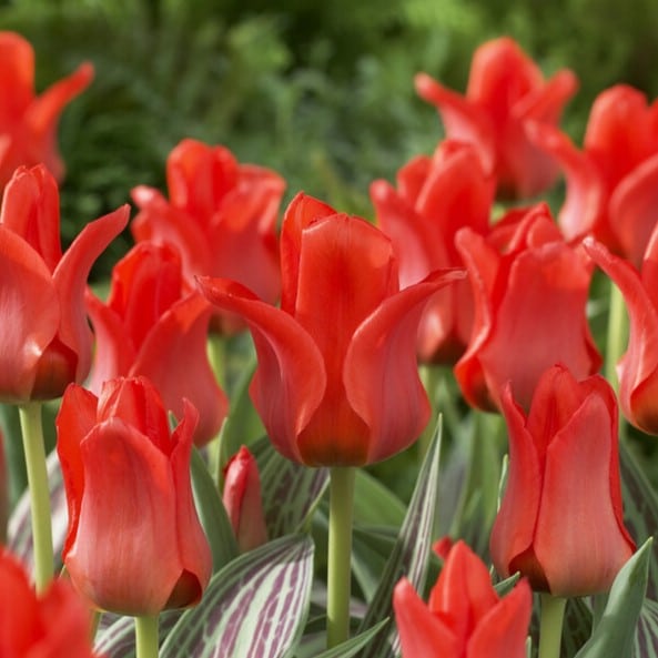 Tulipan 'Red Riding Hood'