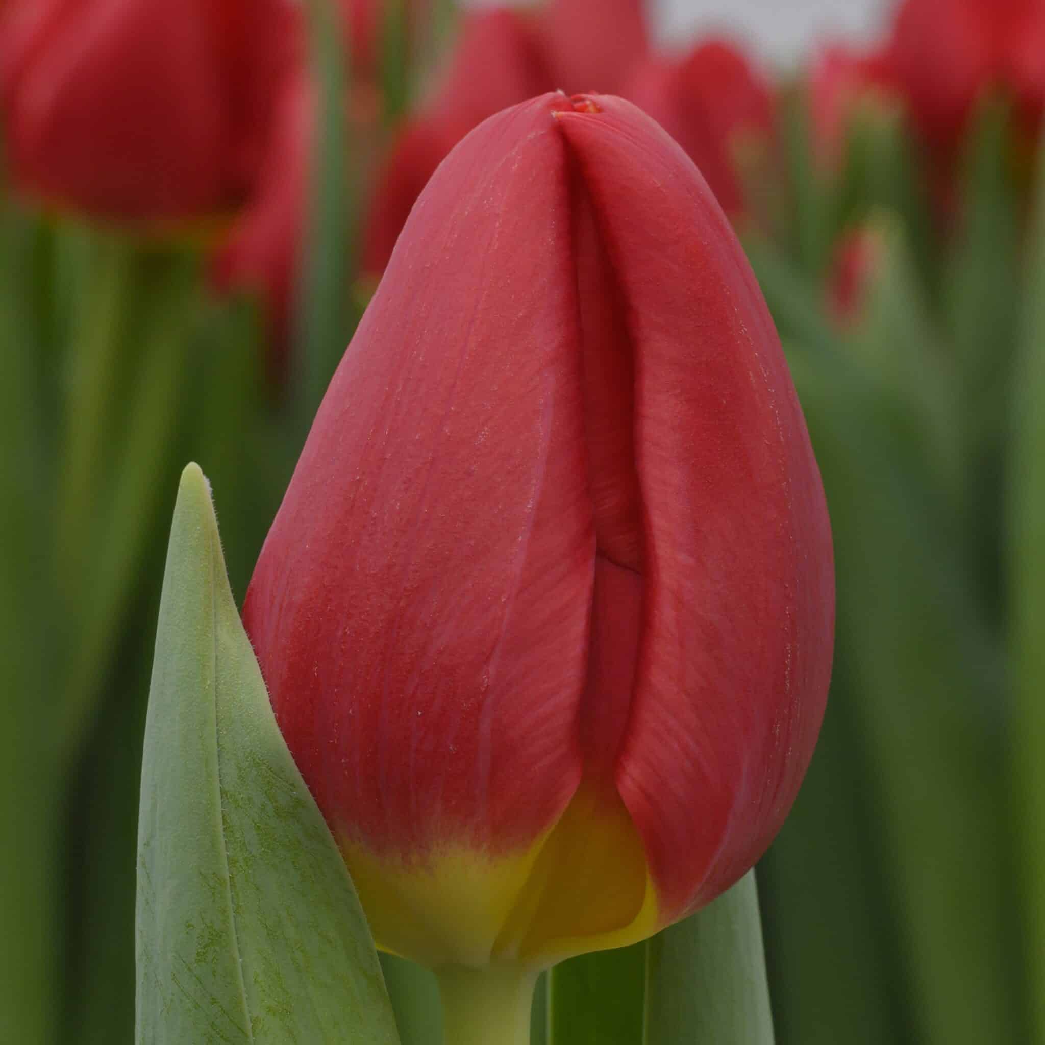 Tulipan 'Red Stone'