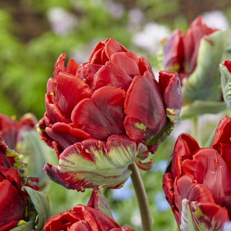 Tulipan 'Rococo Double'