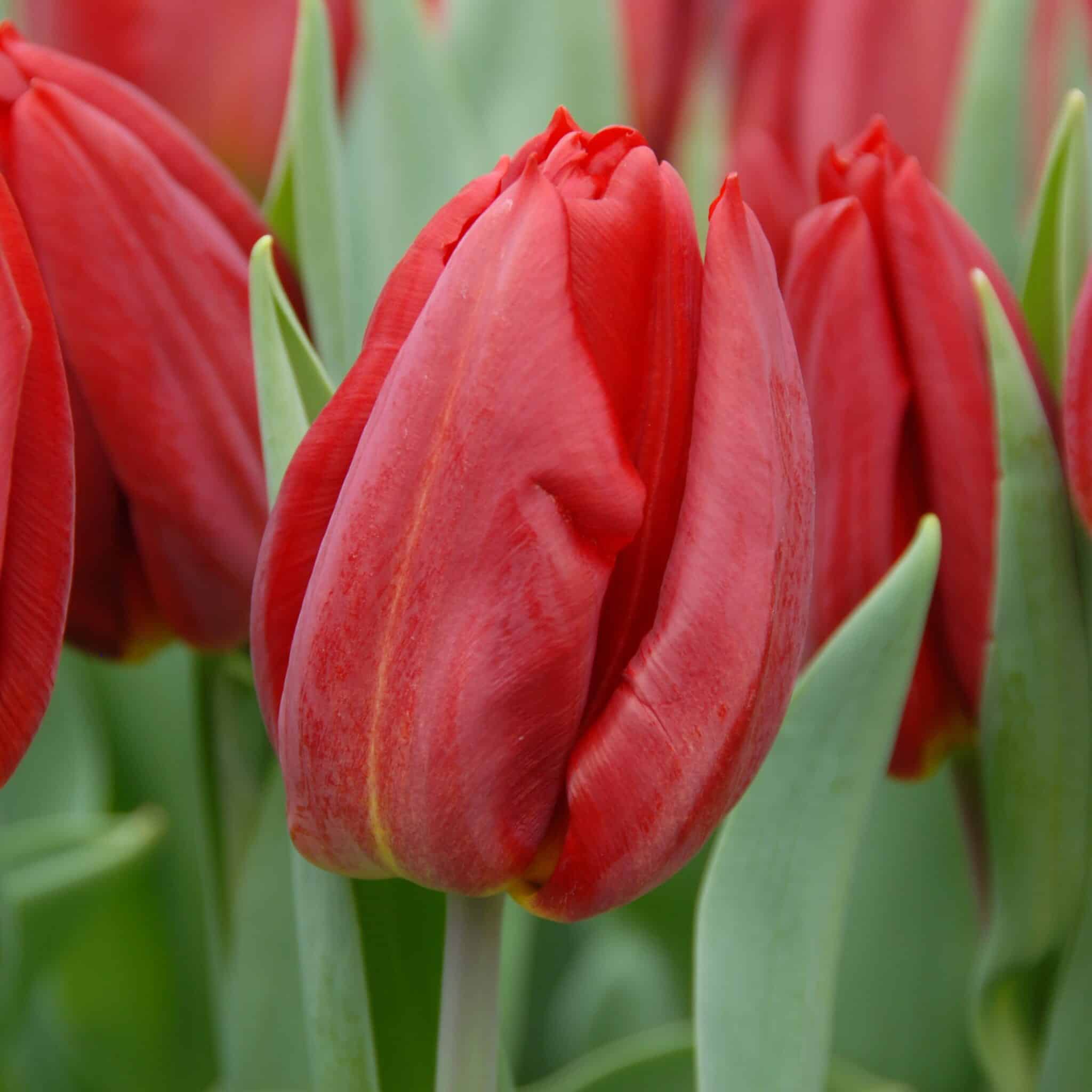 Tulipan 'Strong Fire'
