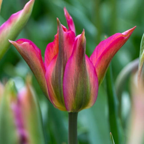 Tulipan 'Virichic'