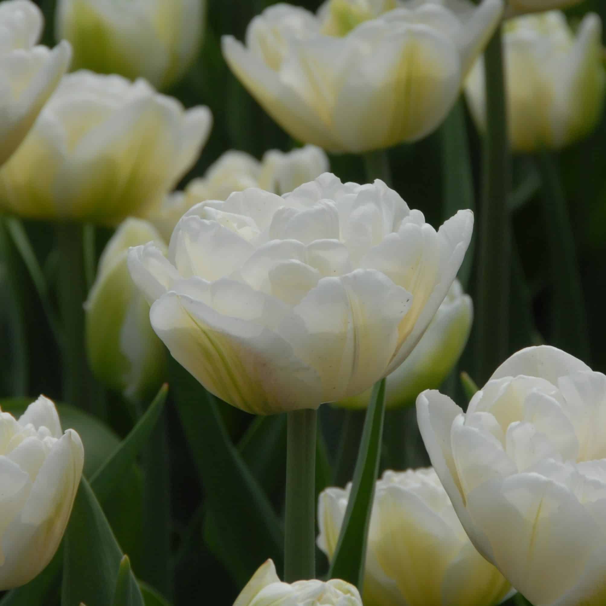 Tulipan 'White Heart'