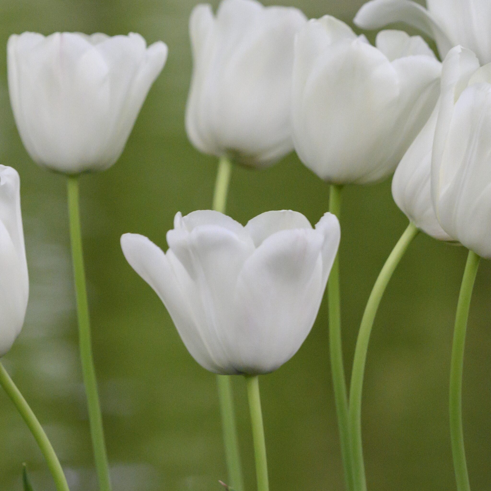 Tulipan 'White Proud'
