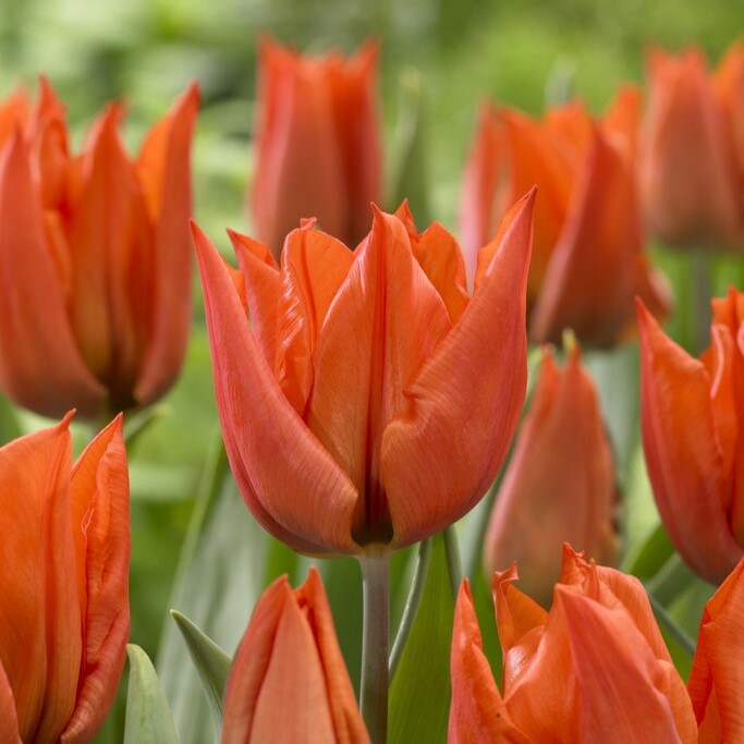 Tulipan 'Yokohama Orange'