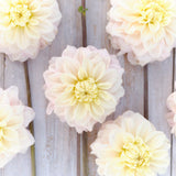 Dahlia 'White Cream'