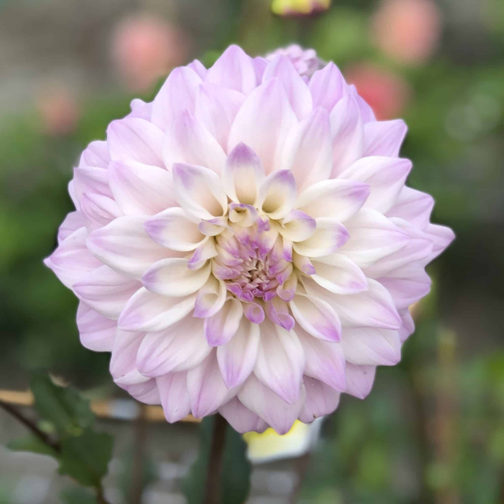 Dahlia 'Who Me'