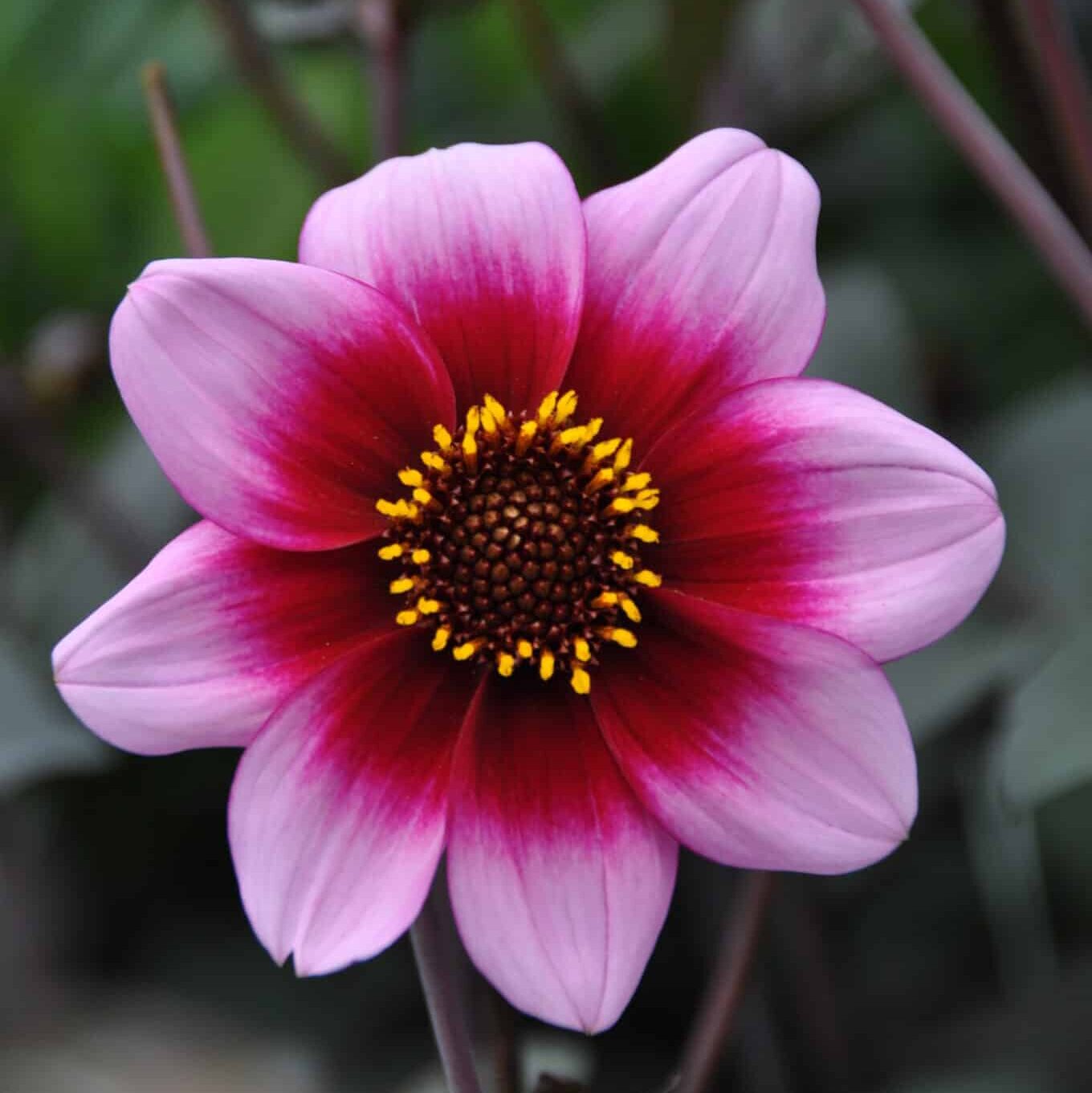 Dahlia 'Wishes N' Dreams'