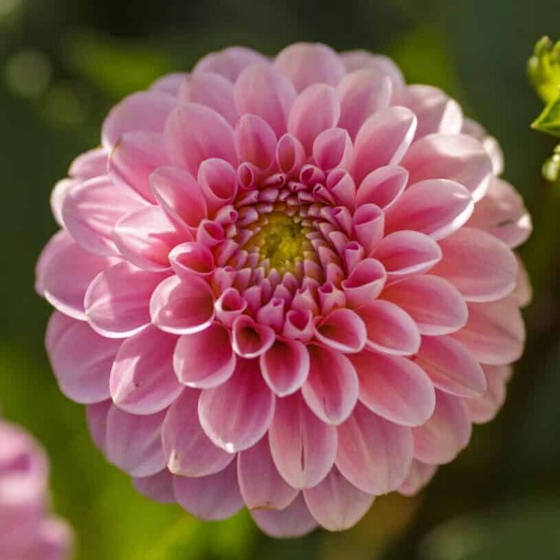 Dahlia 'Wizard of Oz'