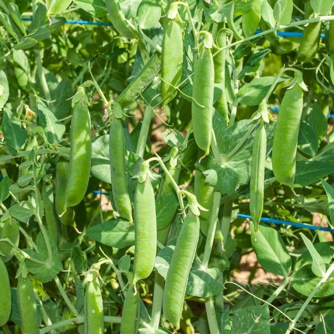 Ærtefrø 'Ambassador' - 50 Økologiske frø