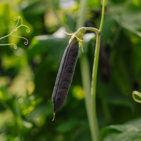 Ærtefrø 'Blauwschokker' - 50 Økologiske frø