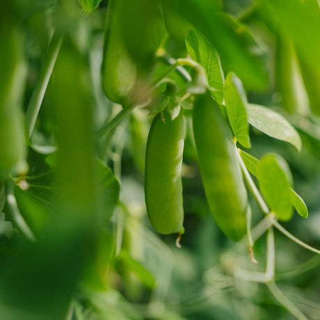 Ærtefrø 'Eerste Vroege Mei' - 50 Økologiske frø