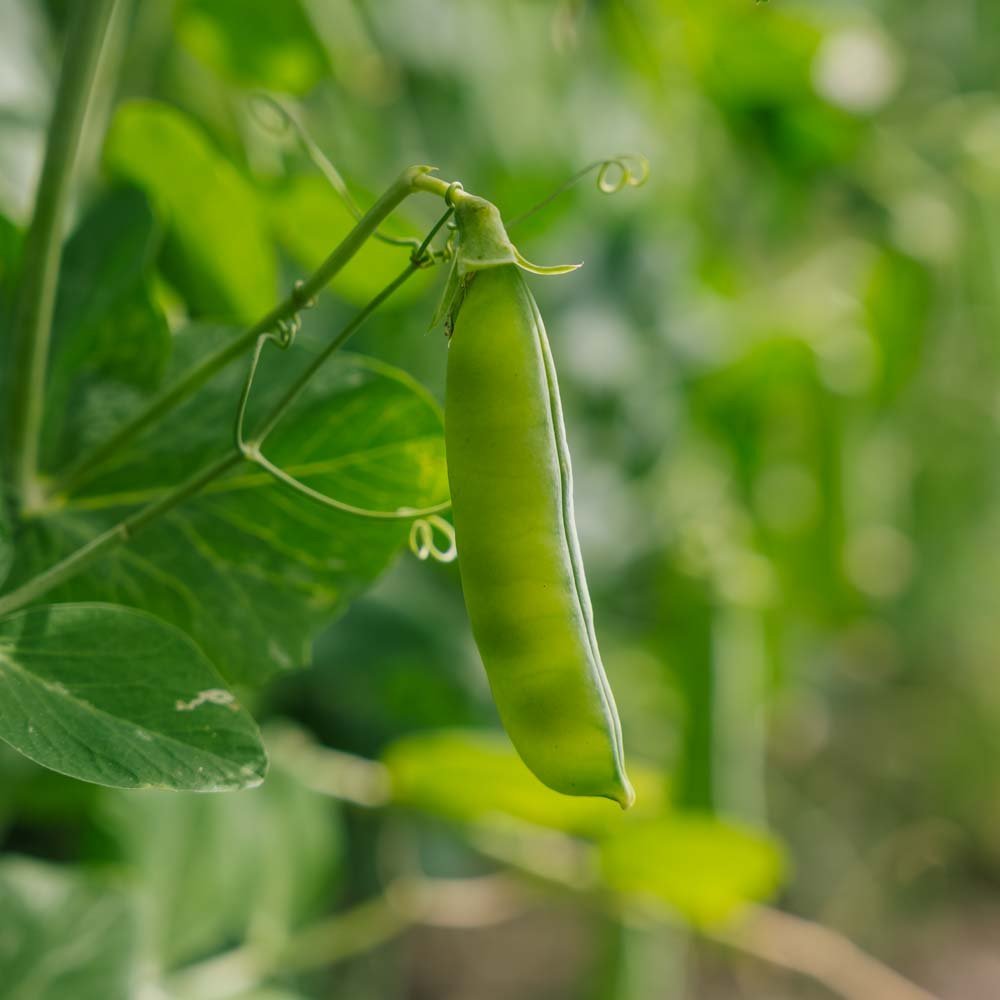 Ærtefrø 'Eerste Vroege Mei' - 50 Økologiske frø