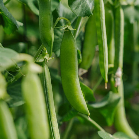 Ærtefrø 'Kelvedon Wonder' - 50 Økologiske frø