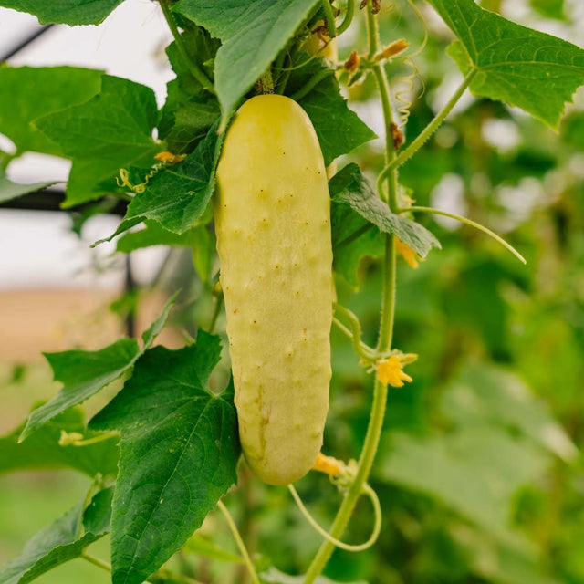 Agurkefrø 'Gele Tros' - 10 Økologiske frø