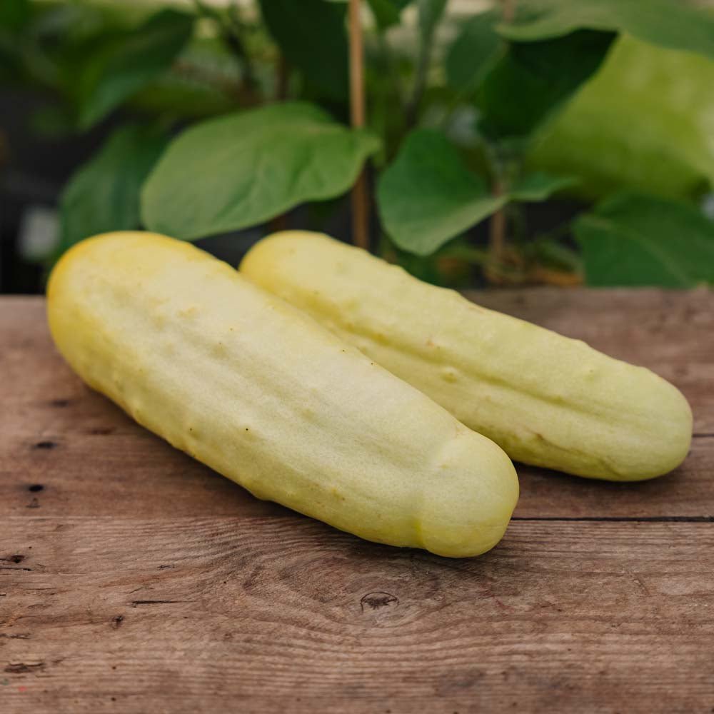 Agurkefrø 'Gele Tros' - 10 Økologiske frø