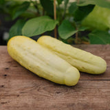 Agurkefrø 'Gele Tros' - 10 Økologiske frø