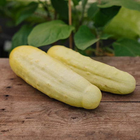 Agurkefrø 'Gele Tros' - 10 Økologiske frø