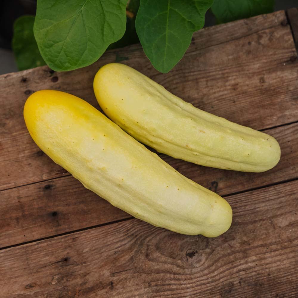 Agurkefrø 'Gele Tros' - 10 Økologiske frø