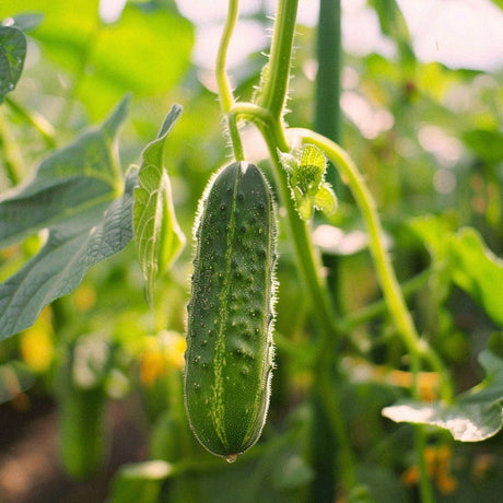 Agurkefrø 'Hokus' - 10 Økologiske frø