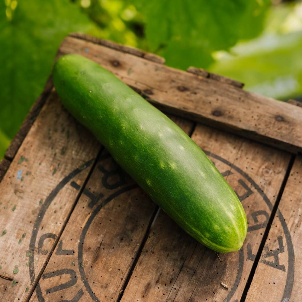 Agurkefrø 'Tanja' - 10 Økologiske frø