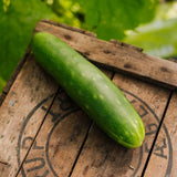 Agurkefrø 'Tanja' - 10 Økologiske frø