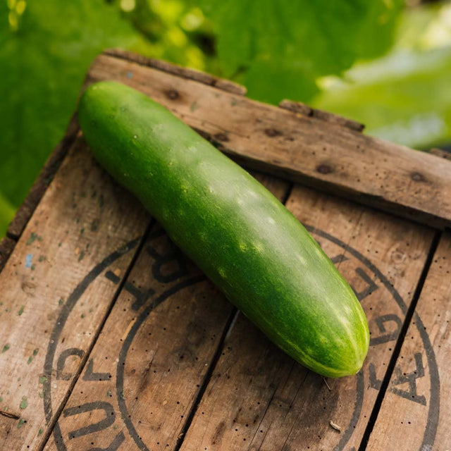 Agurkefrø 'Tanja' - 10 Økologiske frø