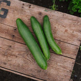 Agurkefrø 'Telegraph Improved' - 10 Økologiske frø