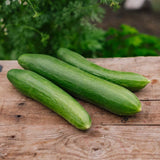 Agurkefrø 'Telegraph Improved' - 10 Økologiske frø