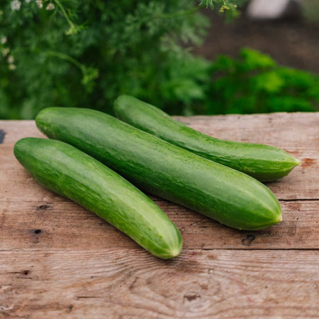 Agurkefrø 'Telegraph Improved' - 10 Økologiske frø
