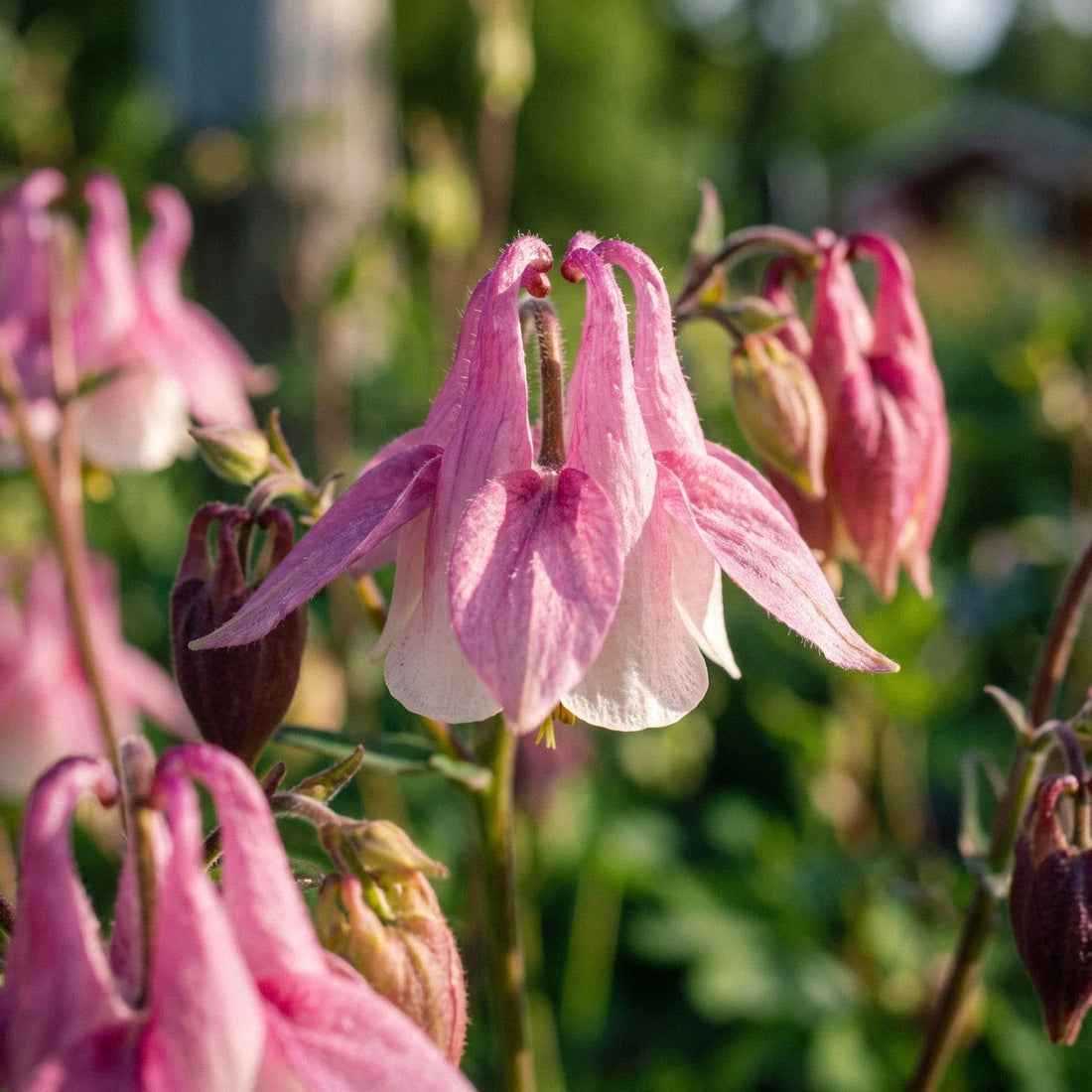 Akeleje frø 'Columbine' - 100 Økologiske frø