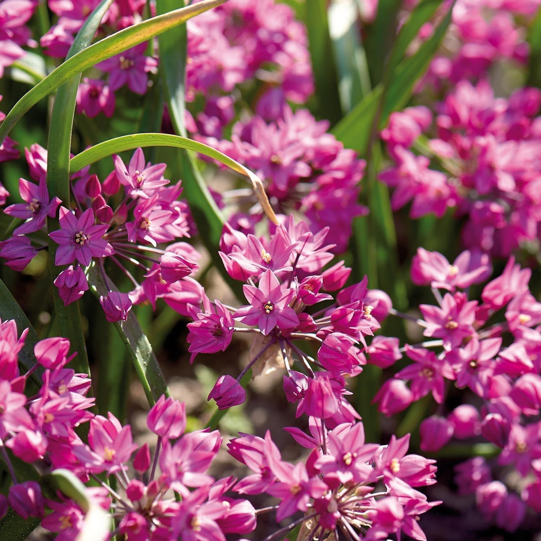 Allium 'Baltimore'