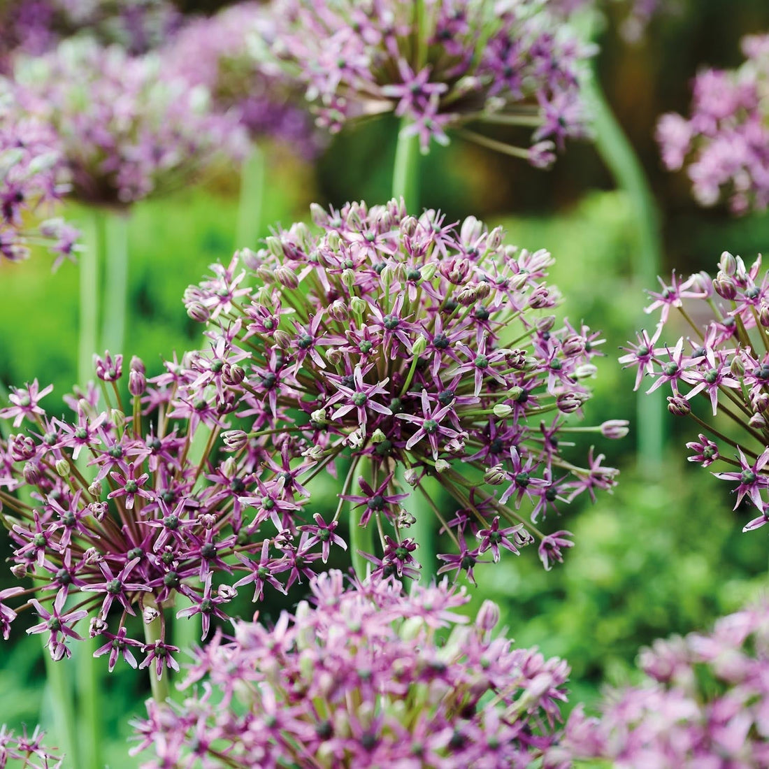 Allium 'Miami'