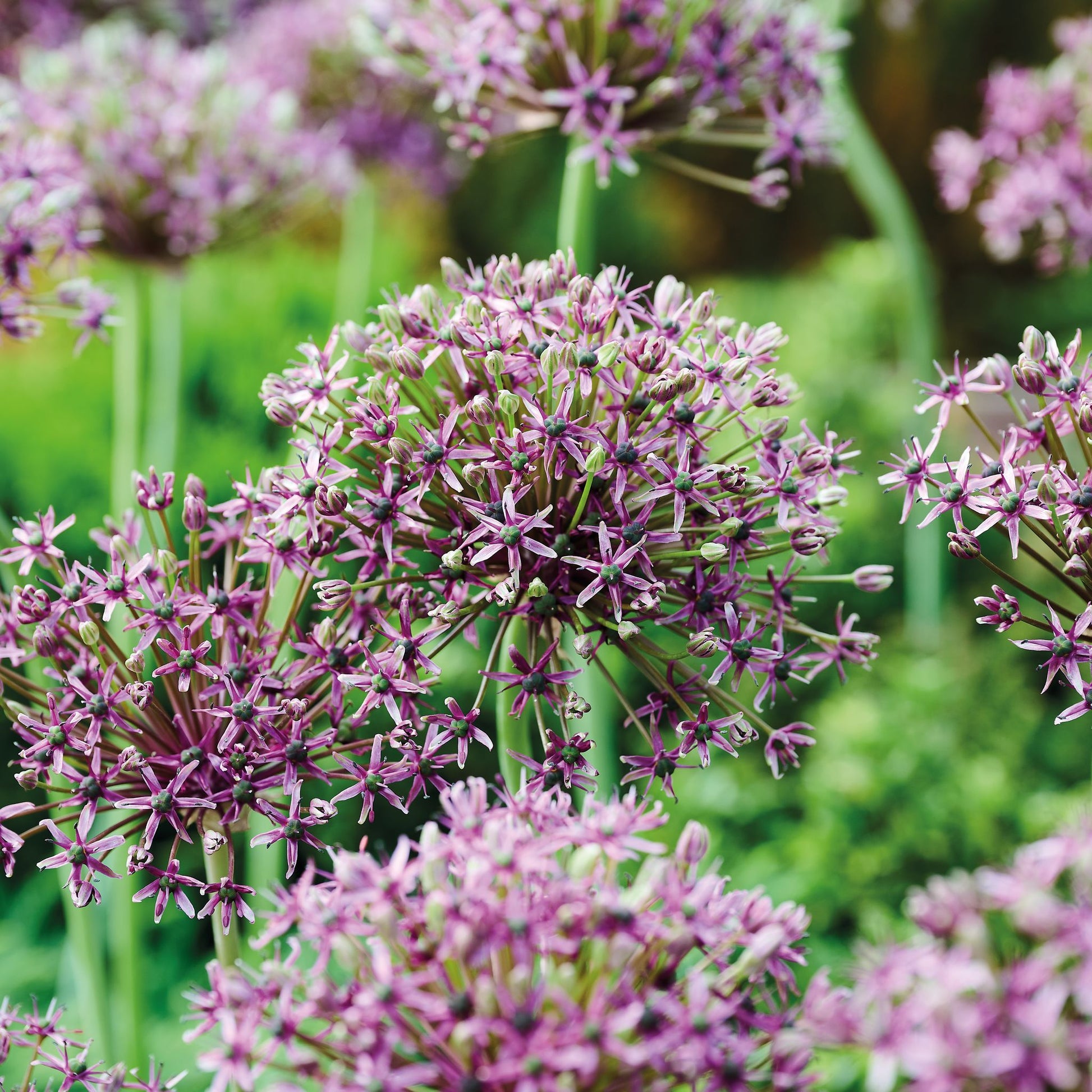 Allium 'Miami'