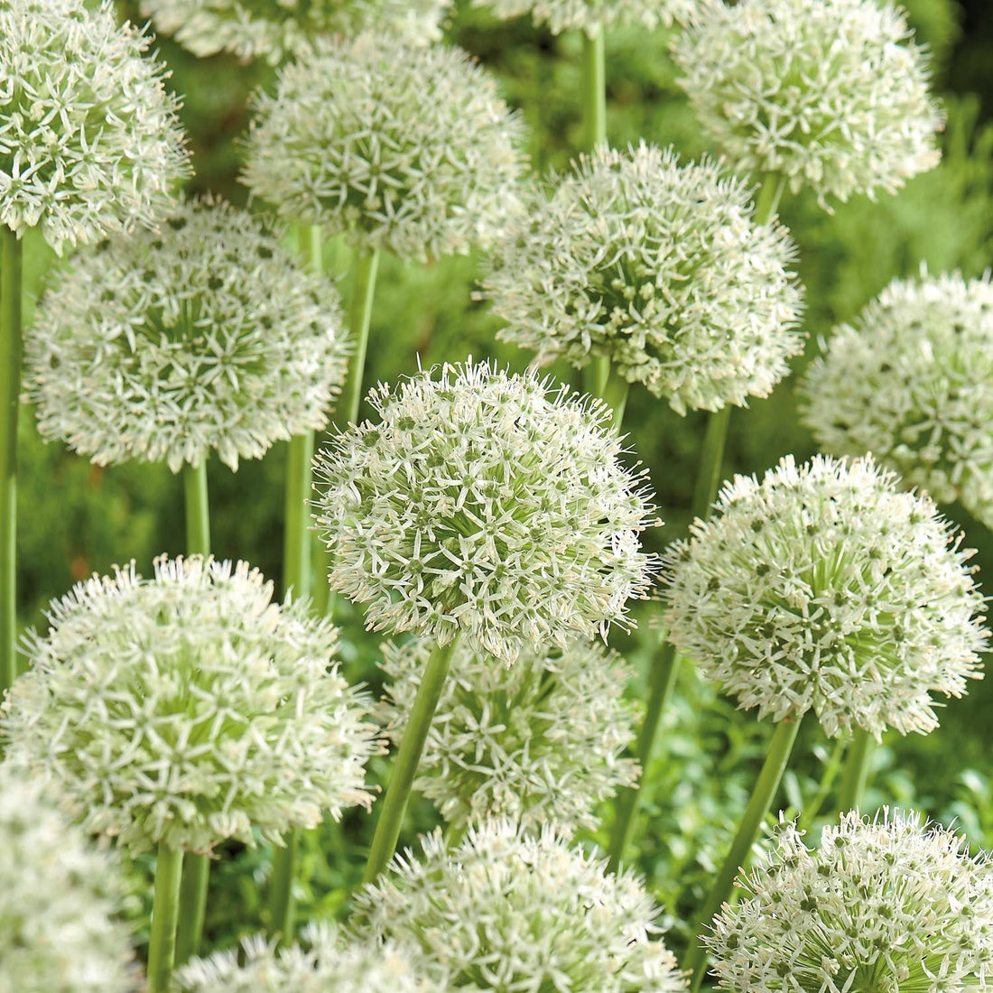 Allium 'Mont Blanc'
