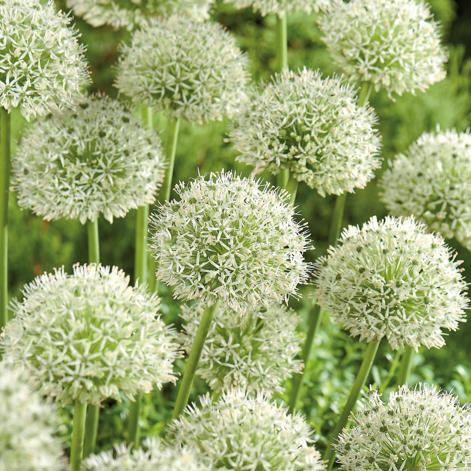 Allium 'Mont Blanc'