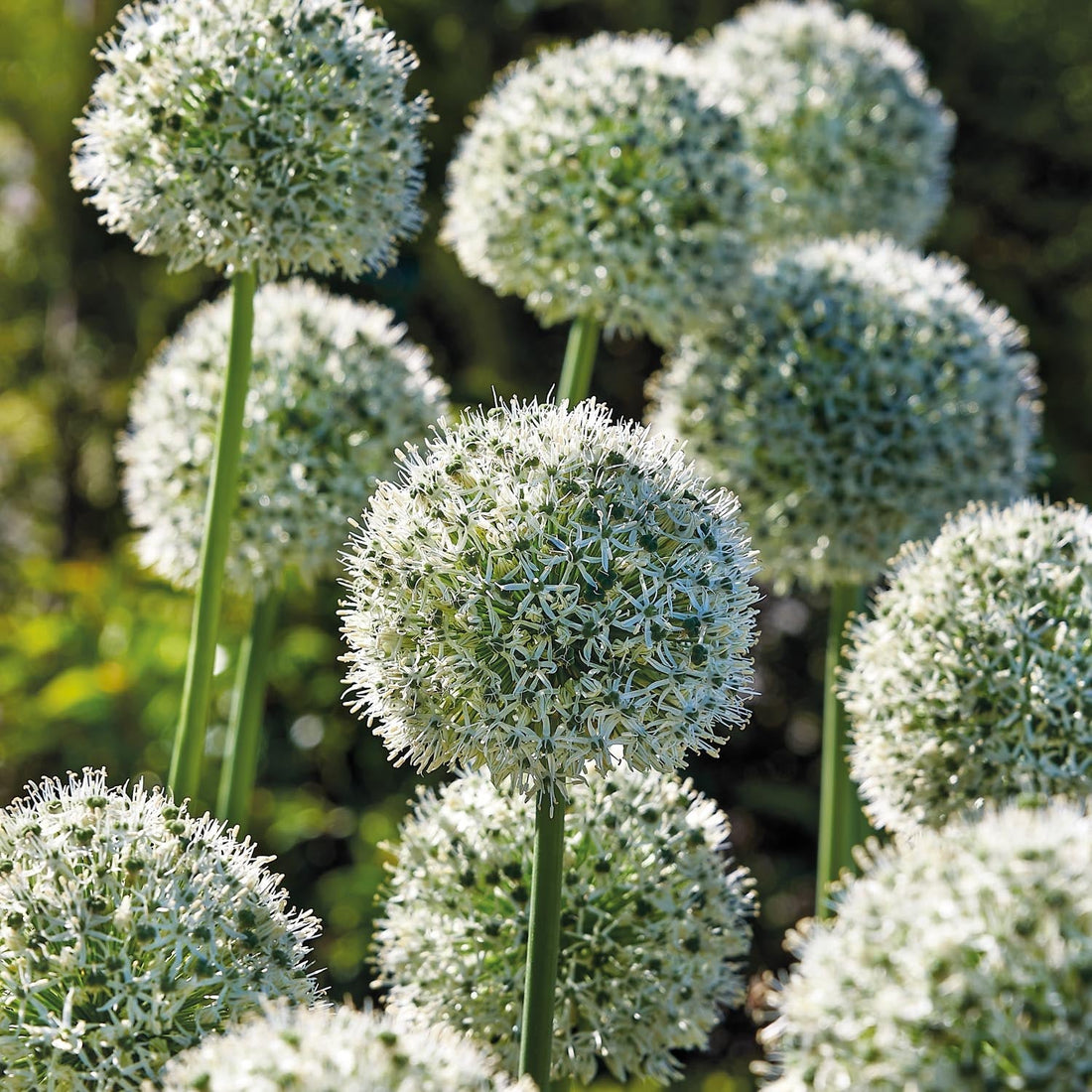 Allium 'Mount Everest'