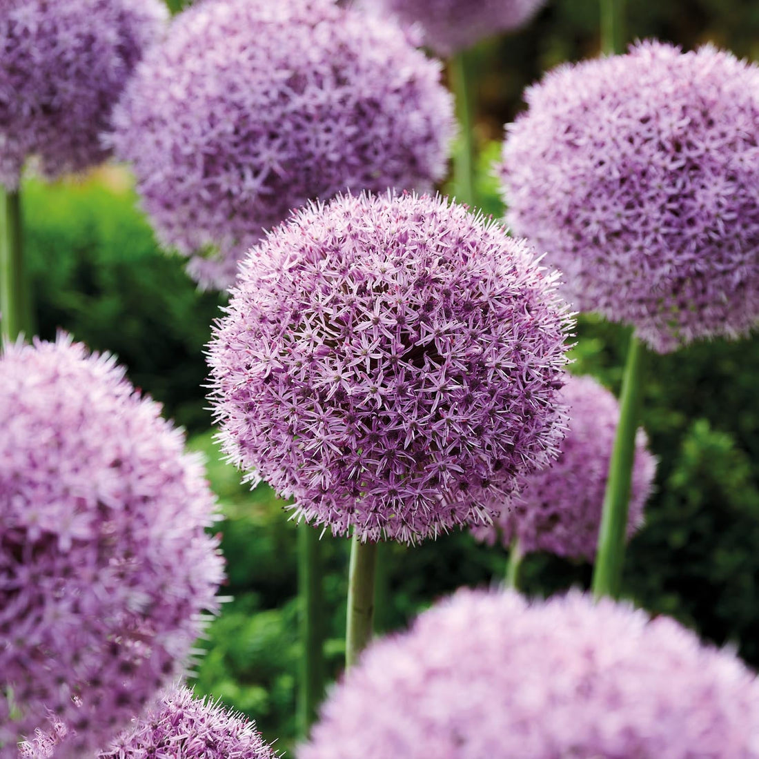 Allium 'Party Balloons'