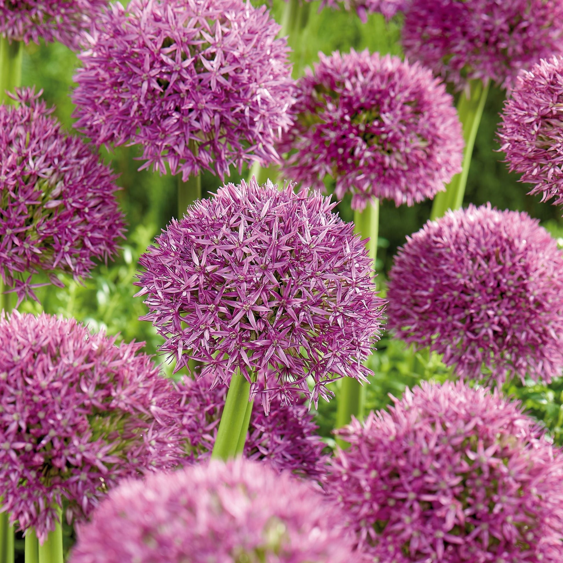 Allium 'Pinball Wizard'