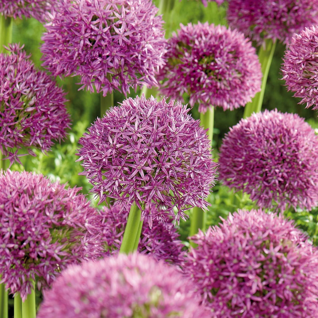 Allium 'Pinball Wizard'