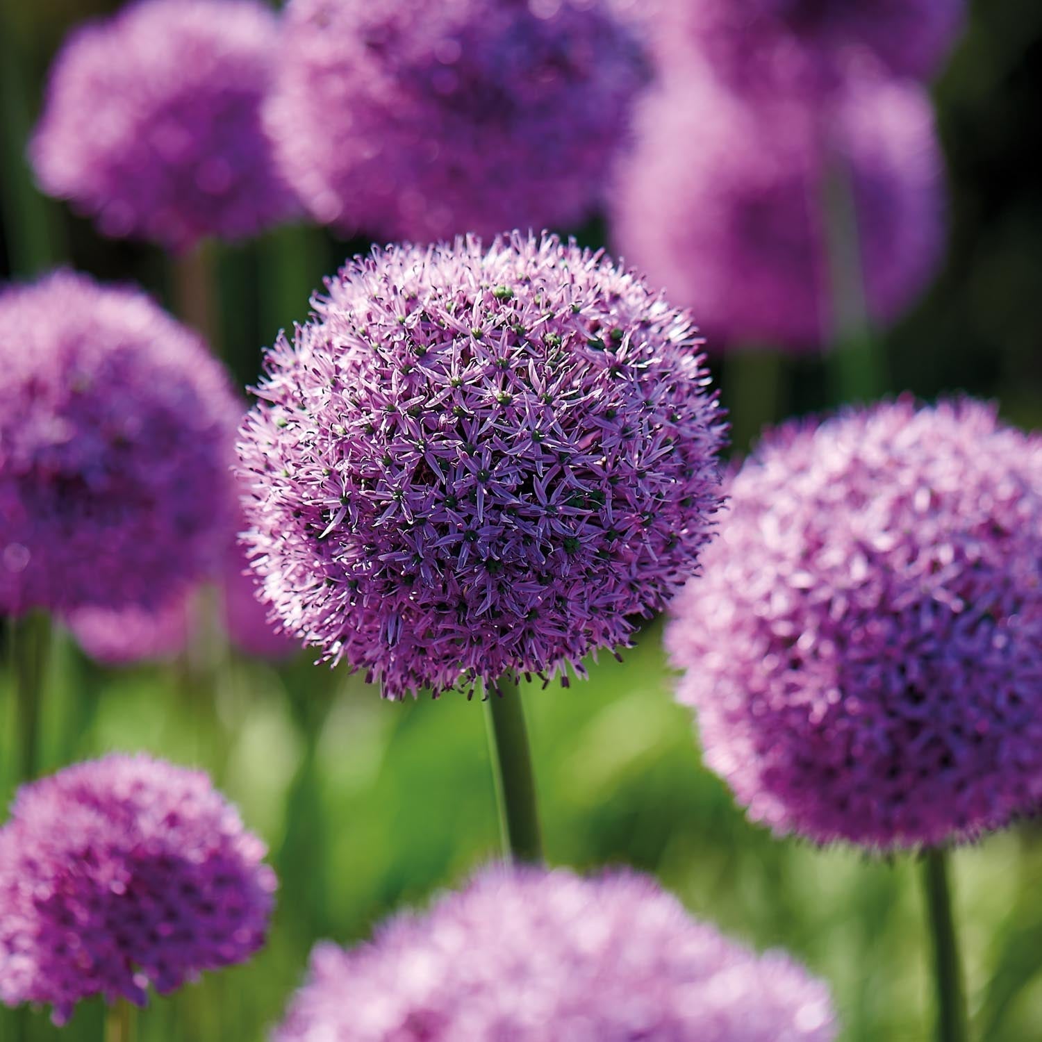 Allium, Prydløg 'Gladiator'