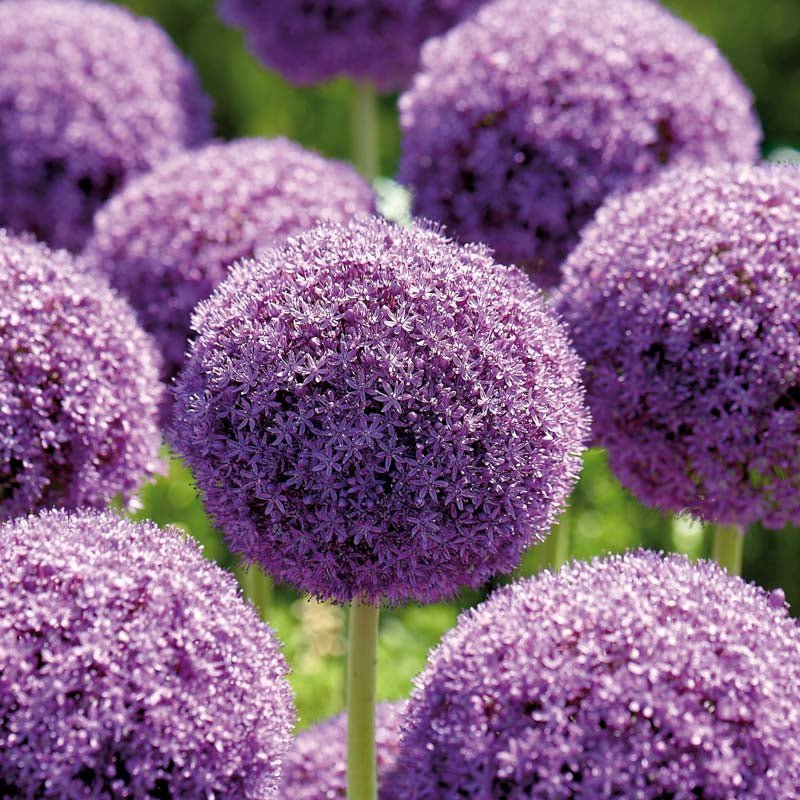 Allium, Prydløg 'Ambassador'
