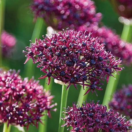 Allium, Prydløg 'Atropurpereum'