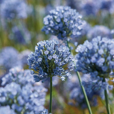 Allium, Prydløg 'Caeruleum'