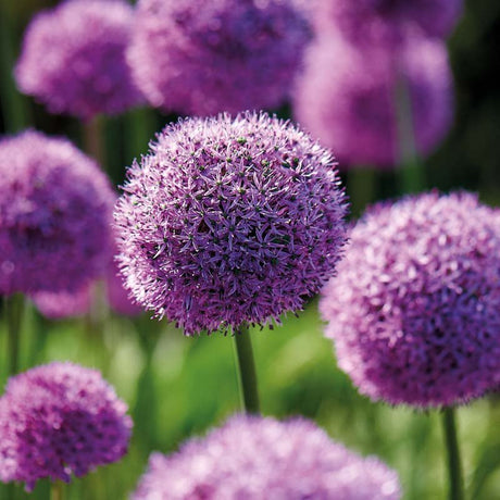 Allium, Prydløg 'Gladiator'